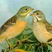 Ortolan Bunting